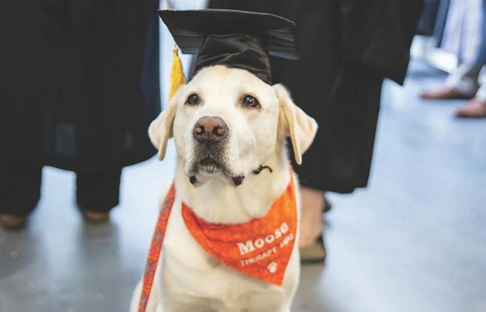Kampus Ternama Beri Gelar Doktor Kehormatan pada Seekor Anjing