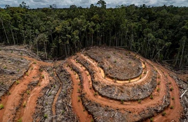 Deforestasi Terus Berlangsung di Tengah Riuhnya Berita Pandemi