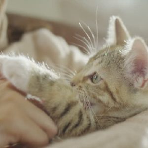 Napak Tilas Jalur Ulat Sutera Tegaskan Kucing adalah Hewan Peliharaan Sejak Jaman Baheula