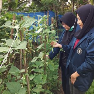 Mahasiswa Pertanian UB PKL di Kebun Organik Gogrin
