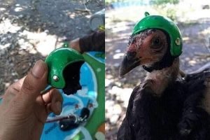 Cegah Celaka Ketiban Durian, Pria Taiwan Ciptakan Helm untuk Ayam