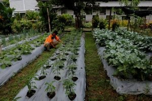 242-Budidaya kol dan cabai untuk program urban farming di Surabaya Perkuat Ketahanan Pangan dan Berdayakan Masyarakat, Pemkot Surabaya Fasilitasi Program Urban Farming