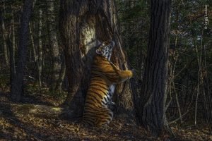 Foto Langka Harimau Siberia Peluk Pohon Menangkan ‘Wildlife Photographer of the Year’