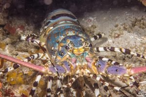 Laut Indonesia Miliki Potensi Lobster Terbesar di Dunia