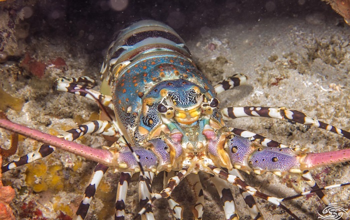Laut Indonesia Miliki Potensi Lobster Terbesar di Dunia