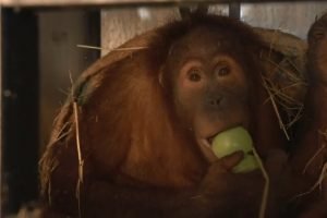 11 Orang Utan Selundupan Dikembalikan ke Indonesia