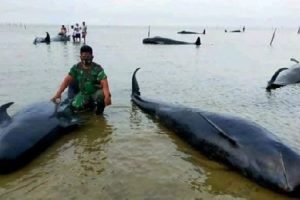 Pakar Biologi ITS Jelaskan Penyebab Puluhan Paus Terdampar di Bangkalan