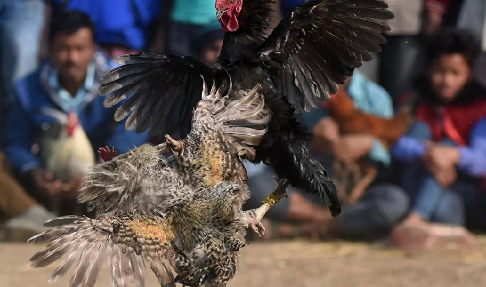 Penggemar Sabung Ayam Tewas Terkena Sabetan Taji Gacoannya