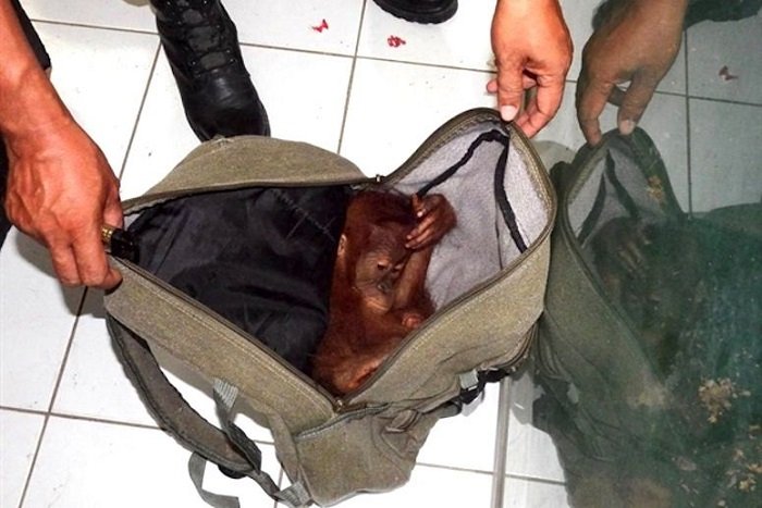 Bayi orang utan di black market