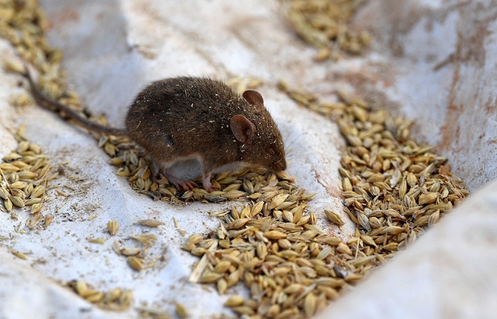 Wabah Hama Tikus Serang Penjara, Ratusan Napi di Australia Diungsikan