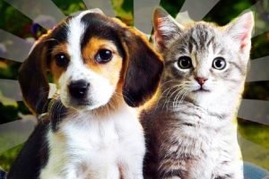 Belum Terbukti, Anjing dan Kucing Tularkan COVID-19