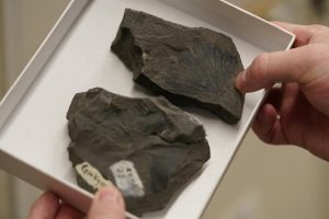 046-Fosil daun ginkgo di atas batu Fosil Daun Bantu Gambarkan Kondisi Iklim Bumi di Zaman Terakhir Dinosaurus