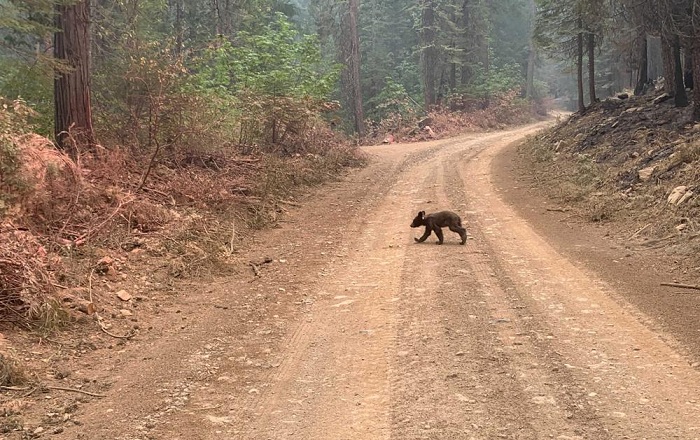 Memilukan, Seekor Beruang Kecil Kehilangan Induknya Karena Kebakaran Hutan California