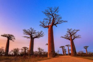 831-Pohon Baobab Sepertiga Spesies Pohon Liar di Ambang Kepunahan