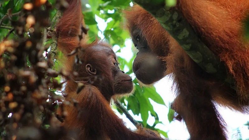 Banjir Sumatra Ancam Populasi Orangutan