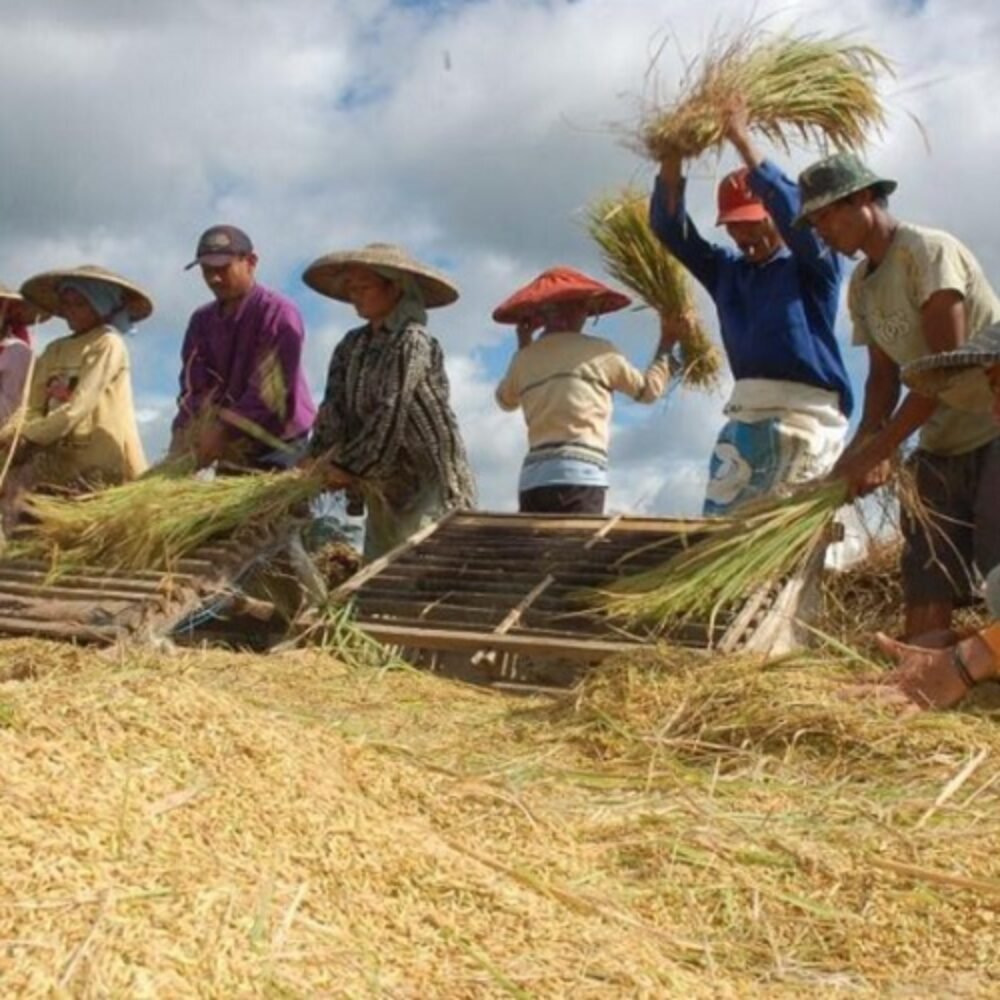 Bulog Siap Serap 4 Juta Ton Beras Petani di 2026