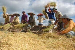 1036-Panen padi Bulog Siap Serap 4 Juta Ton Beras Petani di 2026