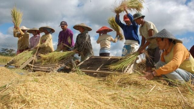 Bulog Siap Serap 4 Juta Ton Beras Petani di 2026