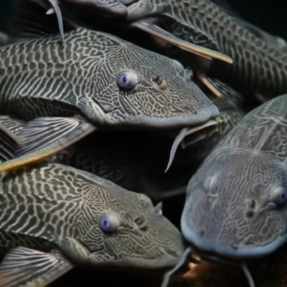 Ledakan Ikan Sapu-Sapu di Sungai Indonesia, dari Pembersih Kaca Jadi Penghancur Ekosistem Perairan Nasional