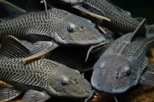 Ledakan Ikan Sapu-Sapu di Sungai Indonesia, dari Pembersih Kaca Jadi Penghancur Ekosistem Perairan Nasional