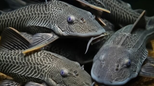 Ledakan Ikan Sapu-Sapu di Sungai Indonesia, dari Pembersih Kaca Jadi Penghancur Ekosistem Perairan Nasional