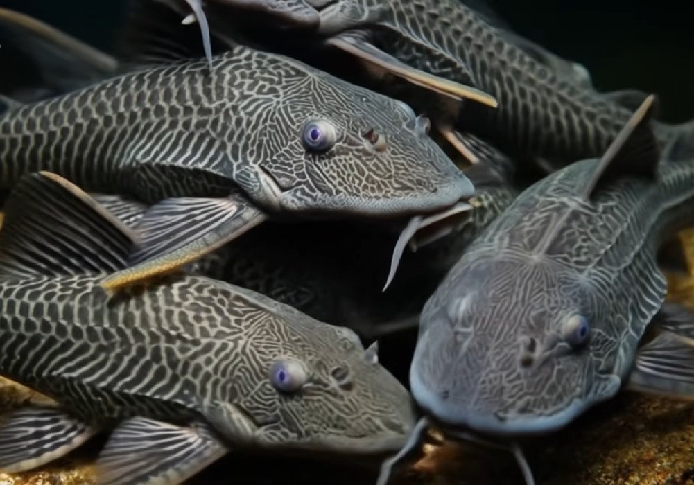 Ledakan Ikan Sapu-Sapu di Sungai Indonesia, dari Pembersih Kaca Jadi Penghancur Ekosistem Perairan Nasional