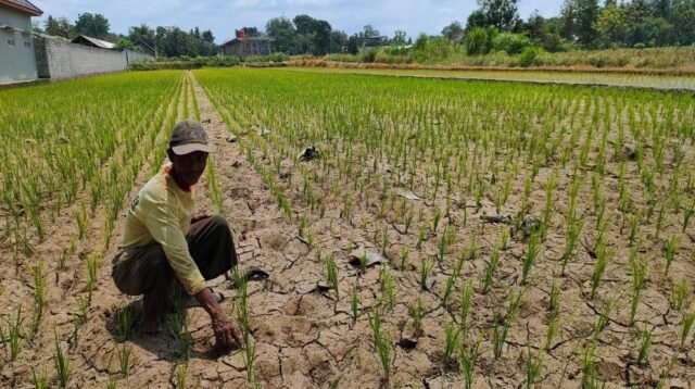 Musim Kemarau 2026 Datang Lebih Awal dan Lebih Kering, BMKG Imbau Antisipasi Kekeringan