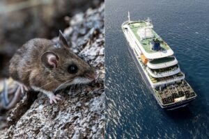 Hantavirus Mewabah di Kapal Pesiar Hondius: Tiga Penumpang Meninggal, WHO Curigai Penularan Antarmanusia