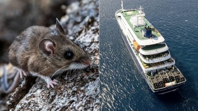 Hantavirus Mewabah di Kapal Pesiar Hondius: Tiga Penumpang Meninggal, WHO Curigai Penularan Antarmanusia