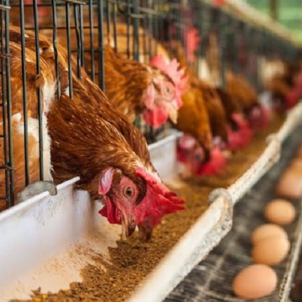 Harga Telur Anjlok, Peternak Kecil Terjepit Biaya Produksi