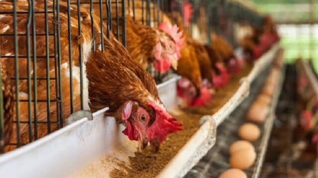 Harga Telur Anjlok, Peternak Kecil Terjepit Biaya Produksi