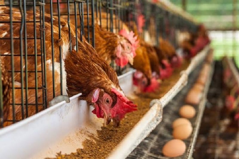 Harga Telur Anjlok, Peternak Kecil Terjepit Biaya Produksi