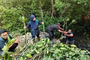 Dukung Rehabilitasi Pesisir, PT TPS Tanam 3.000 Bibit Mangrove di Sontoh Laut Surabaya