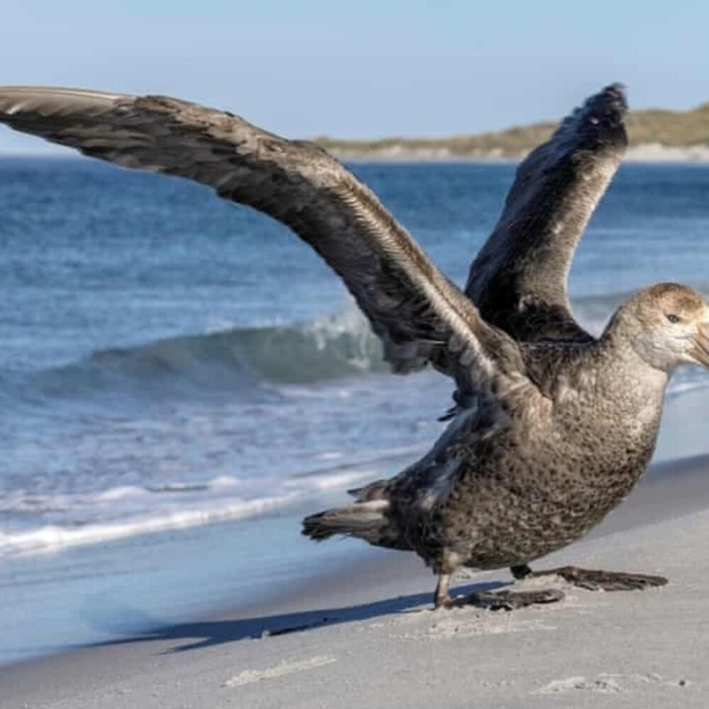 Australia Catat Kasus H5N1 Ketiga di NSW, Fokus Pengawasan Satwa Liar