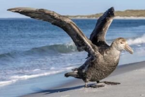 1114-Burung Petrel Raksasa H5N1 Australia Australia Catat Kasus H5N1 Ketiga di NSW, Fokus Pengawasan Satwa Liar