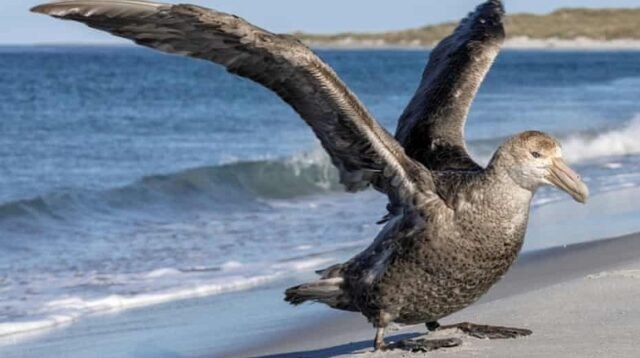 Australia Catat Kasus H5N1 Ketiga di NSW, Fokus Pengawasan Satwa Liar