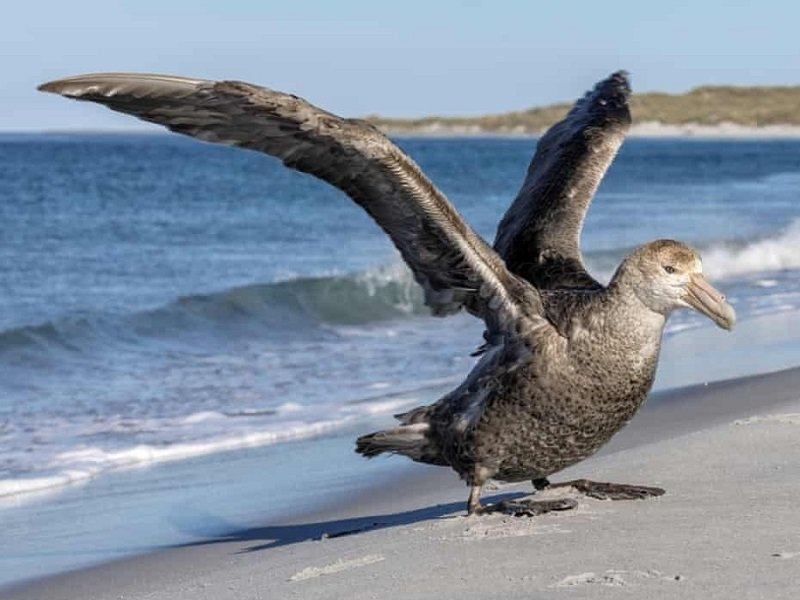 Australia Catat Kasus H5N1 Ketiga di NSW, Fokus Pengawasan Satwa Liar