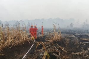 Produksi Kelapa Sawit Indonesia Terancam Turun Akibat Karhutla di Kalimantan