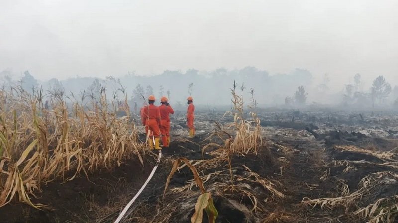 Produksi Kelapa Sawit Indonesia Terancam Turun Akibat Karhutla di Kalimantan