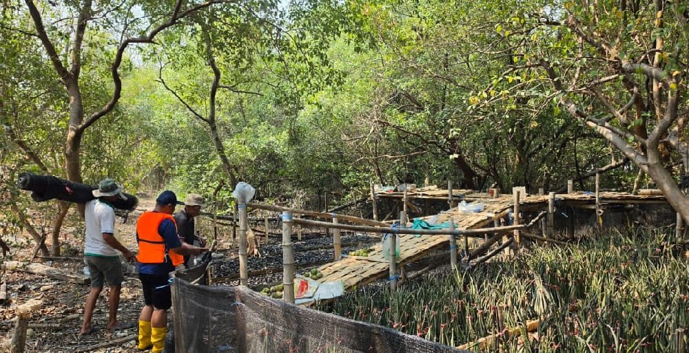 419-Tinjau bibit mangrove TPS Tanam 15.000 Bibit Mangrove, Perkuat Komitmen Pelestarian Ekosistem Pesisir dan Lingkungan Pelabuhan