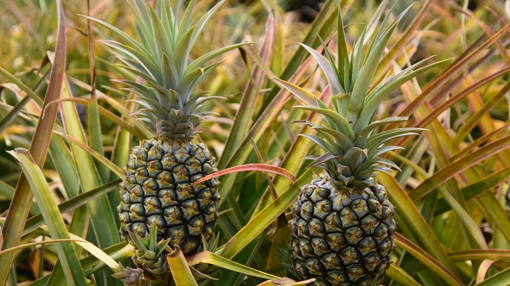 Petani Nanas Australia Protes Keras Rencana Impor dari Indonesia dan India